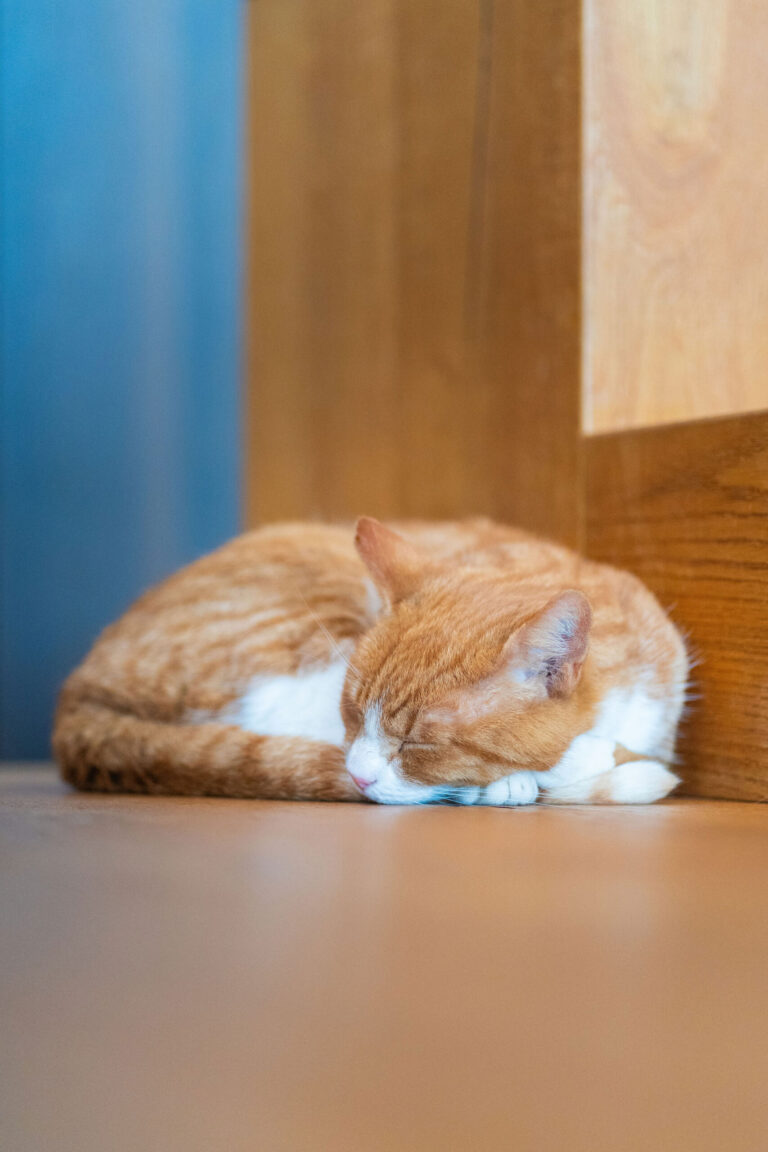 En rød og hvid kat ligger sammenkrøllet og sover på et trægulv ved siden af en trævæg med en blød blå baggrund til venstre - et billede, som enhver fotograf ville elske, og som indfanger den hyggelige Airbnb-stemning.